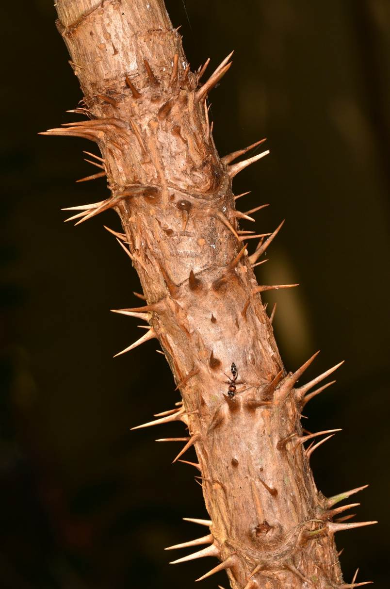 A close up of a plant stem
AI-generated content may be incorrect.