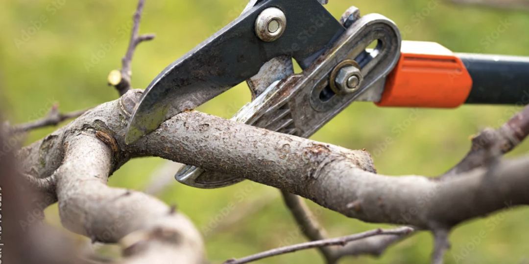 Tree Pruning