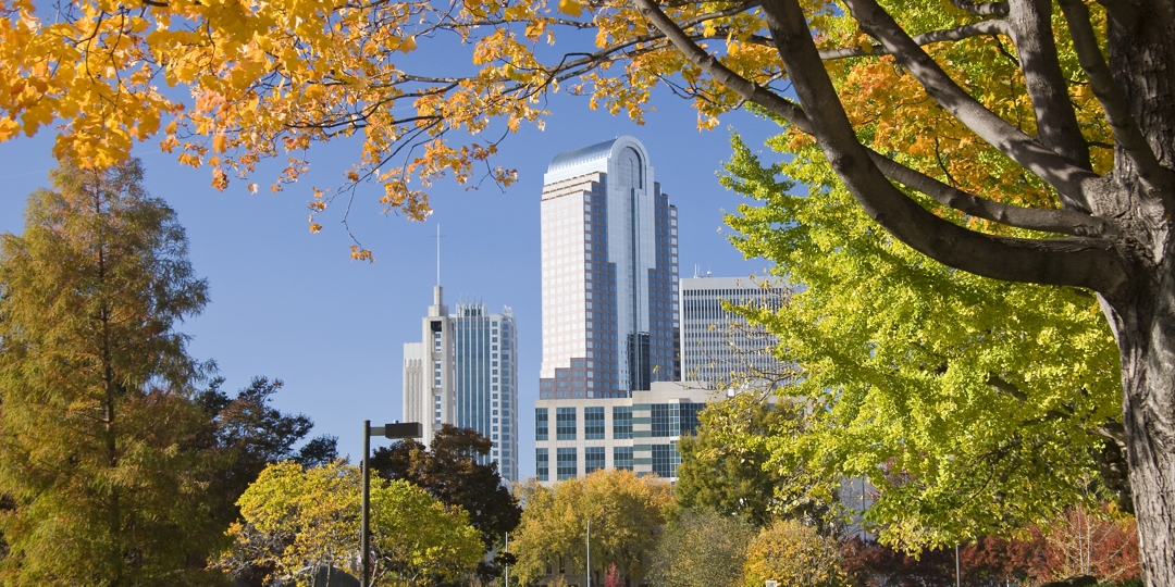 Tree service South Charlotte