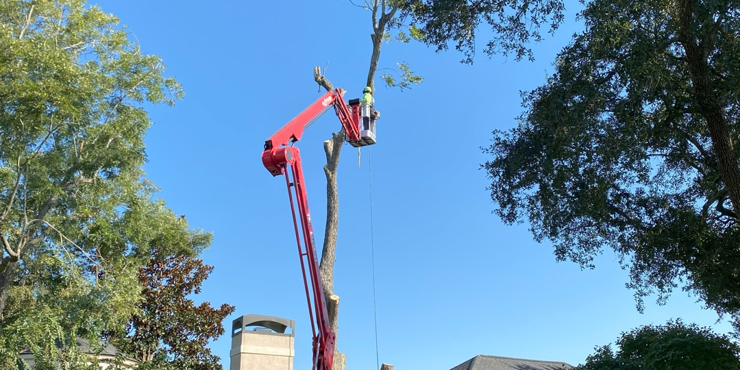 Monster Tree Service Image