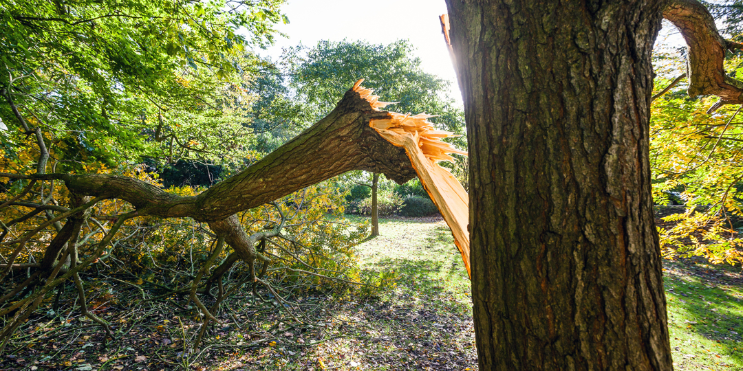 This image captures the aftermath of severe weather, showing a large tree that has suffered a significant structural failure. A heavy limb has snapped away from the main trunk, leaving jagged, splintered wood exposed.