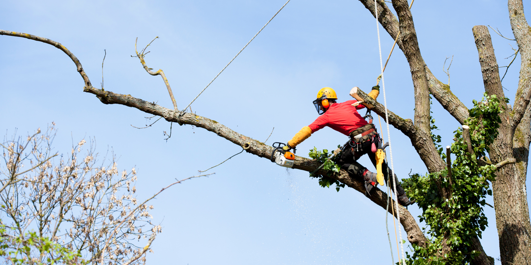 The image shows an arborist or tree surgeon high up in a tree, performing specialized maintenance work. He is positioned on a large, horizontal branch and is using a chainsaw to cut a section of the wood.