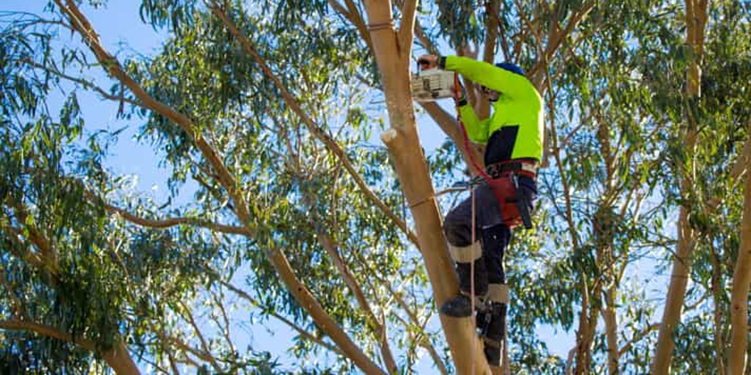 Tree Services in Humble TX