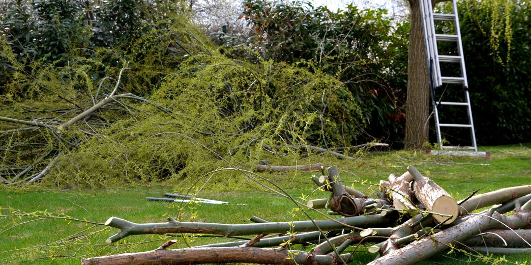 Tree clean up