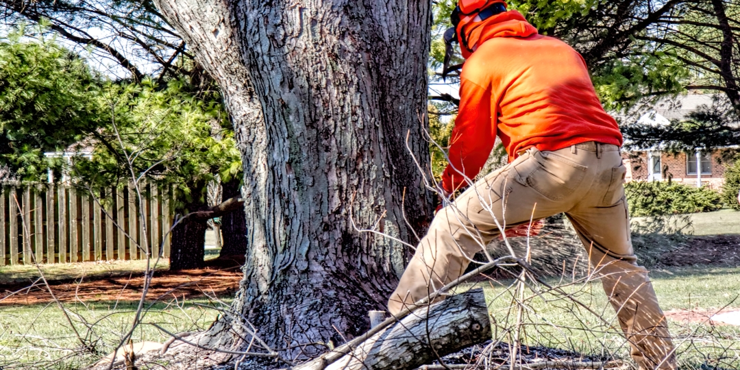 arborist wearing protective equipment trims tree branches while secured to the trunk with climbing ropes and a harness during routine tree maintenance.