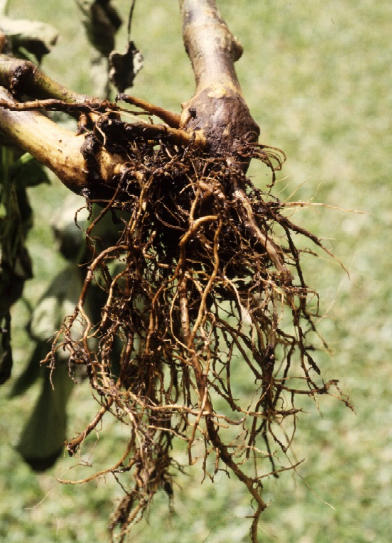 roots