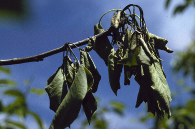 leaves