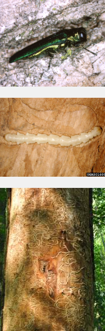 close up of bugs in tree