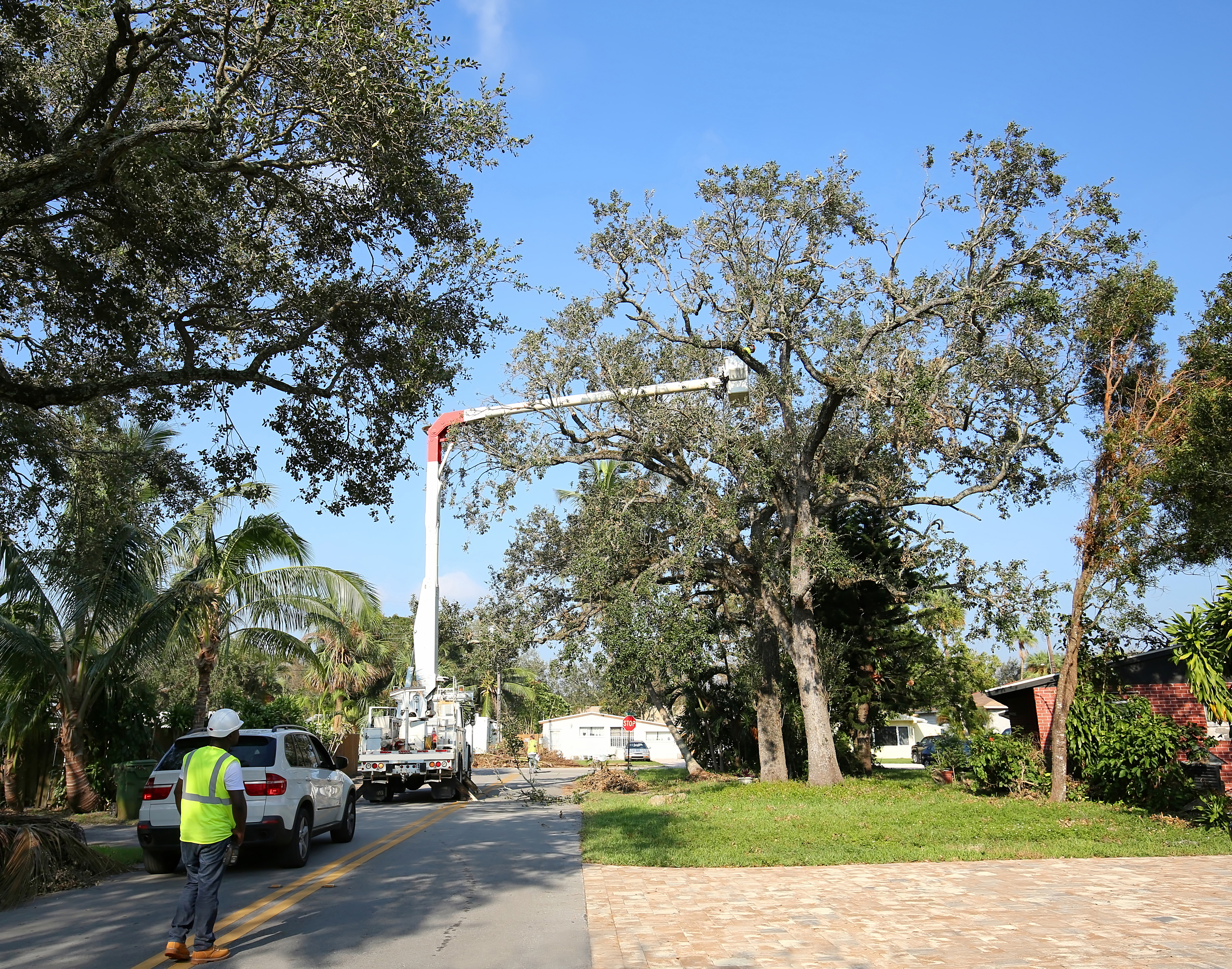 The Hidden Costs of DIY Tree Removal: Why Hiring a Northwest Houston Pro Saves You Money