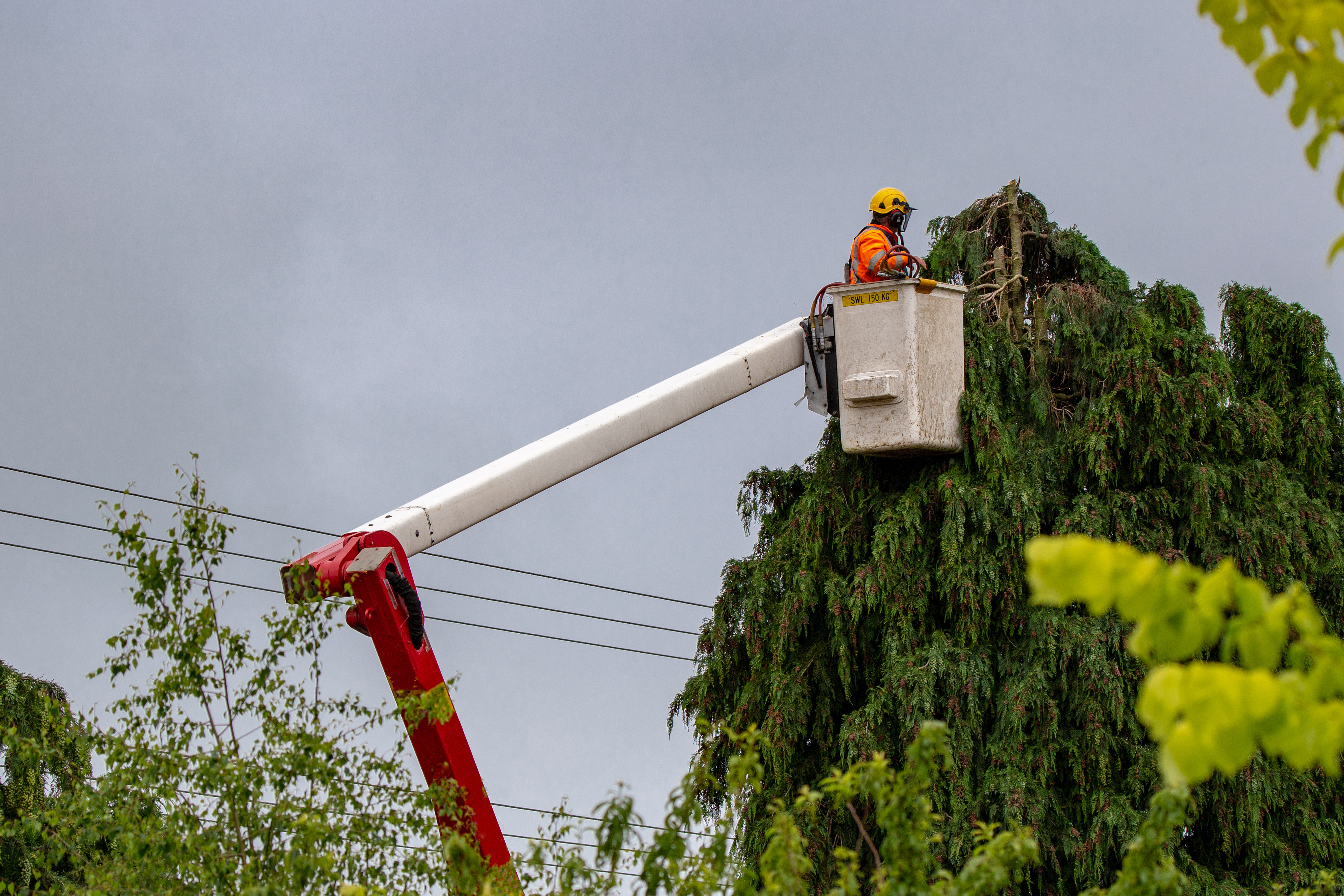 How Much Does Tree Trimming Cost? Pruning, Hauling & Safety Factors for Northwest Houston