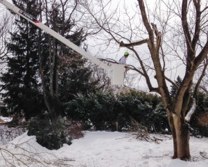 Winter Tree Care Tips for Bucks & Montgomery Counties: Safeguard Your Trees from Cold-Weather Damage