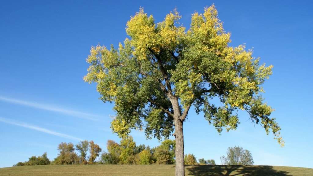 Best Native Trees to Plant in Denver: A Guide for Aurora, Foxfield, and Ponderosa Park Homeowners