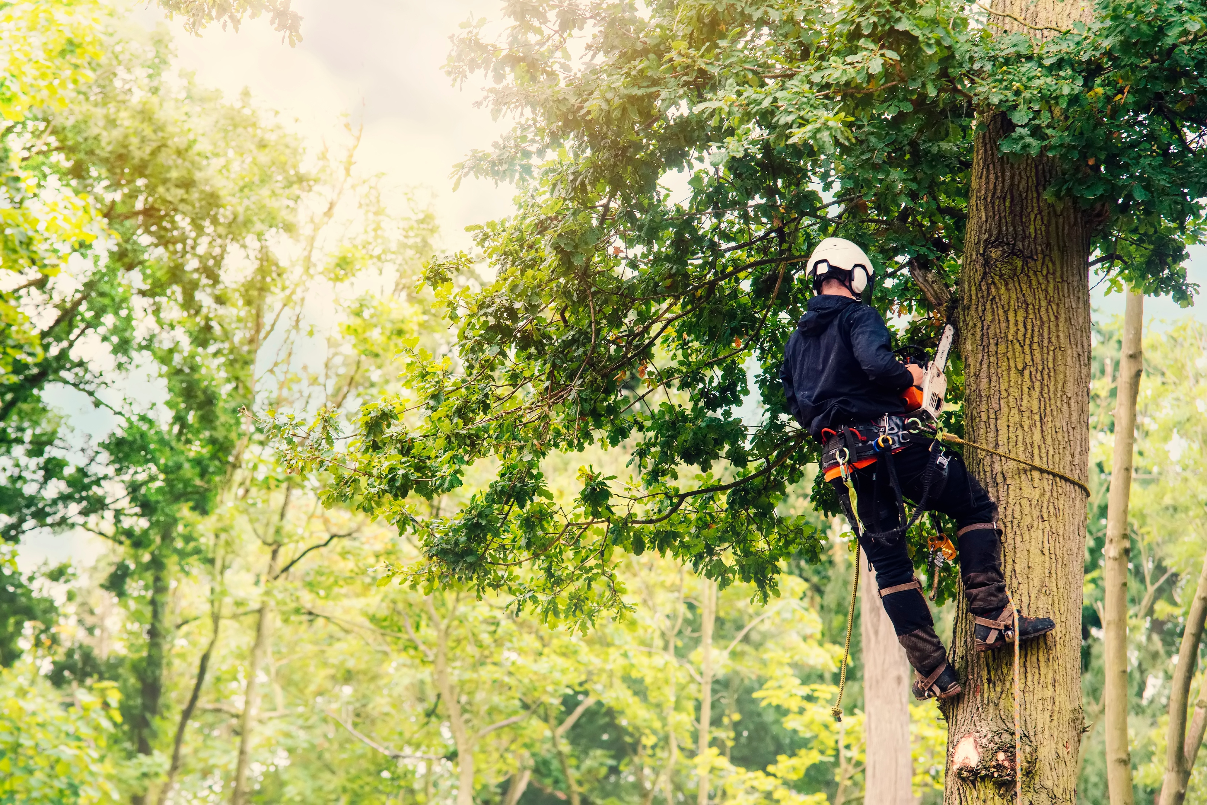 Why Hiring an Arborist Matters: Expert Tree Care for Your Property