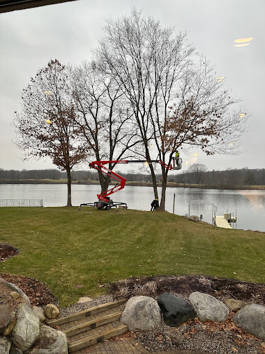 Why the Top Half of Your Tree Has No Leaves in Grand Rapids, MI