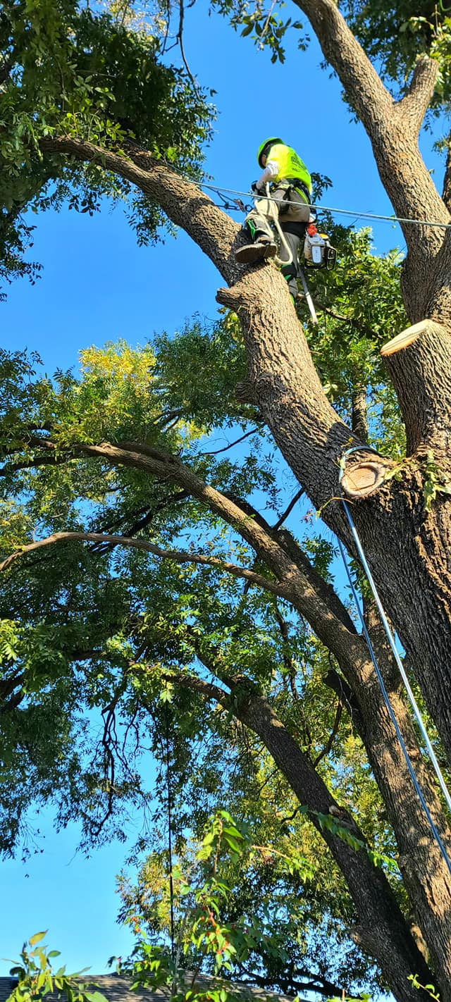 monster tree crew member cutting tree